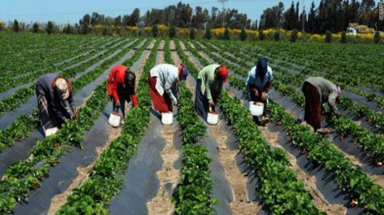 الزراعة : 4.4 مليون طن إجمالي الصادرات الزراعية المصرية خلال 10 شهور