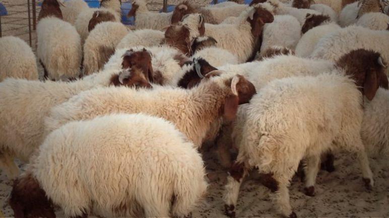 الزراعة تستورد 7 آلاف و540 رأسا من الماعز لتقليل الفجوة في اللحوم الحمراء