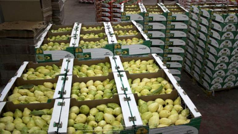 الزراعة: رفع الحظر عن صادرات الجوافة المصرية إلى السعودية